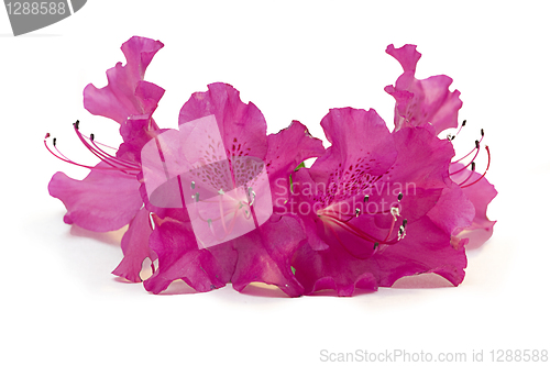 Image of pink azalea flowers