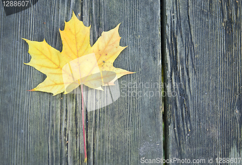 Image of yellow leaf on a bench