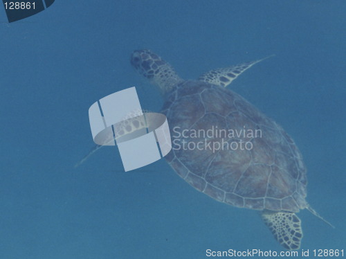 Image of Turtle underwater