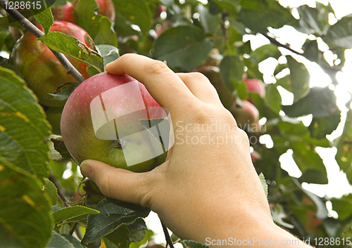 Image of apple picking