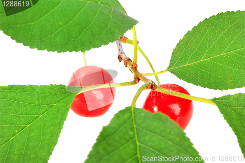 Image of One branch with green leaf and red cherrys