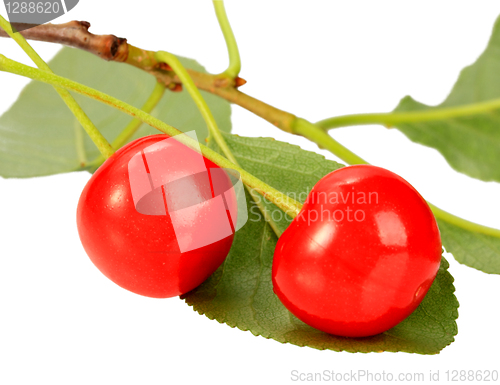 Image of One branch with green leaf and red cherrys