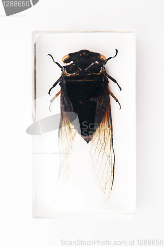 Image of Black cicada