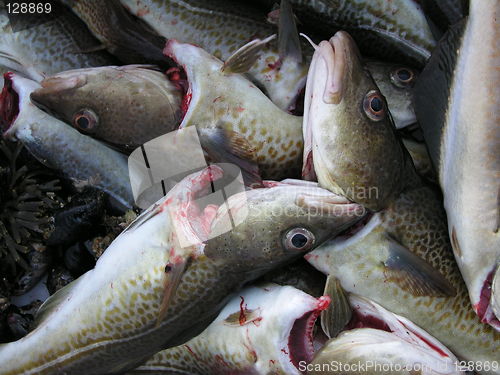 Image of cod catch