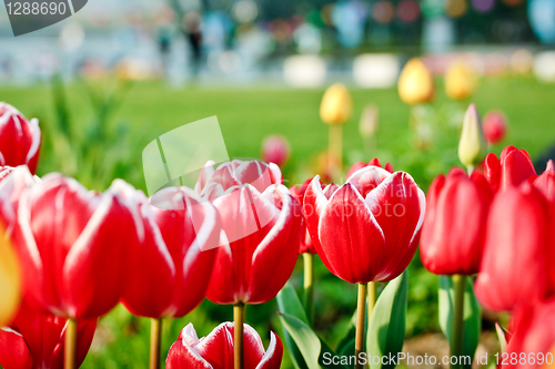 Image of Red tulips