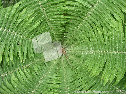 Image of circular forest fern