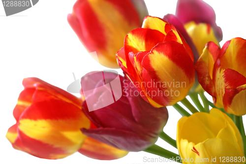 Image of bouquet of beautiful colorful tulips