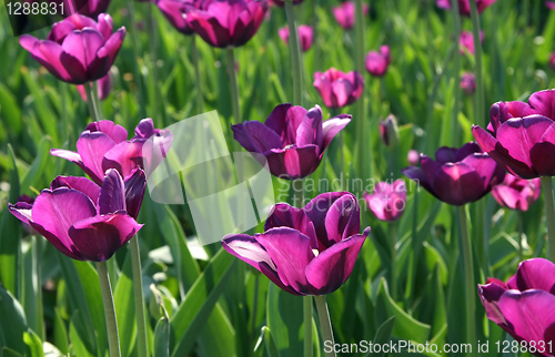 Image of beautiful tulips