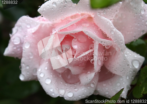 Image of gentle pink rose with water drops 