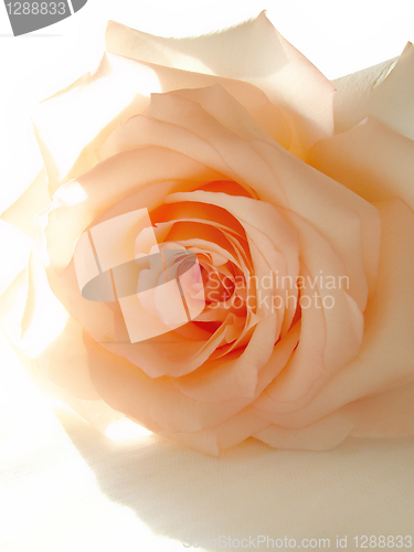 Image of delicate pink rose and sunlight