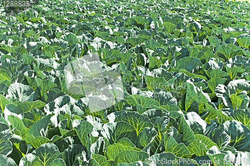 Image of Cabbage field