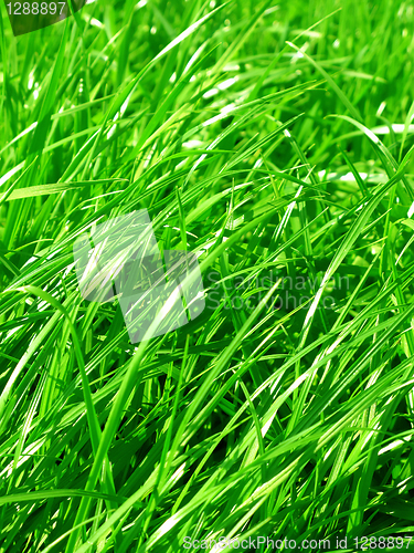 Image of fresh grass background