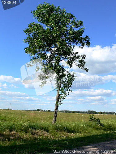 Image of A lonely tree