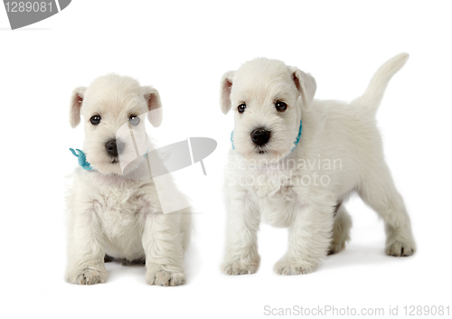 Image of two white puppies