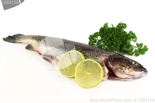 Image of Trout