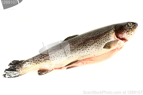 Image of Trout