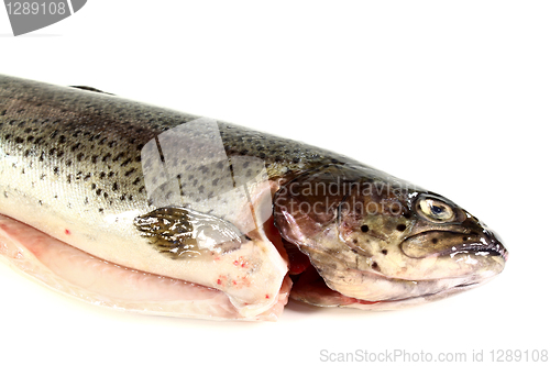 Image of Trout