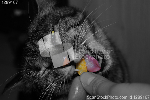 Image of Cat eats