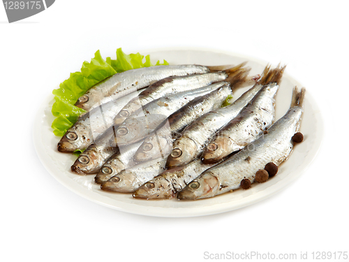 Image of anchovy