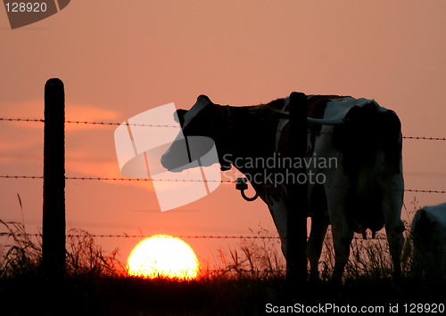 Image of cow silhouettes