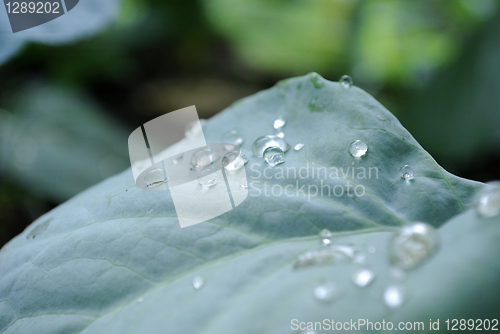 Image of Small drops of dew