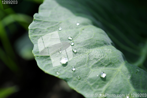 Image of Small drops of dew