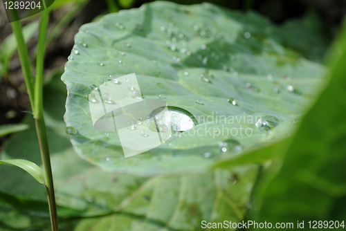 Image of Small drops of dew