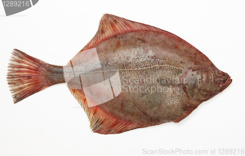 Image of fresh raw plaice