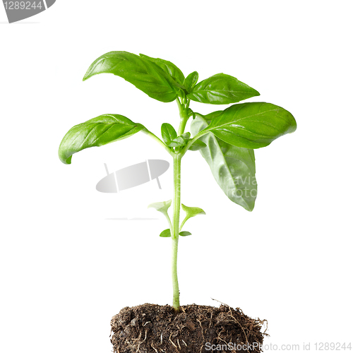 Image of basil plant