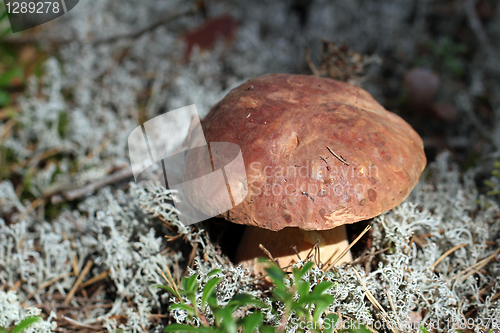 Image of Boletus edulis mushroom