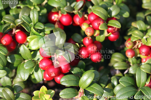 Image of Cowberry (Vaccinium vitis-idaea) 