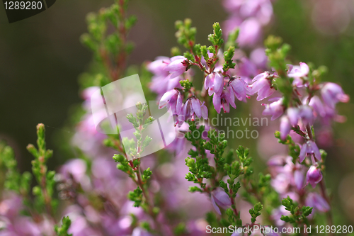 Image of Common Heather Flowers (Calluna vulgaris)