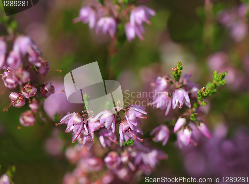 Image of Close up of Common Heather Flowers