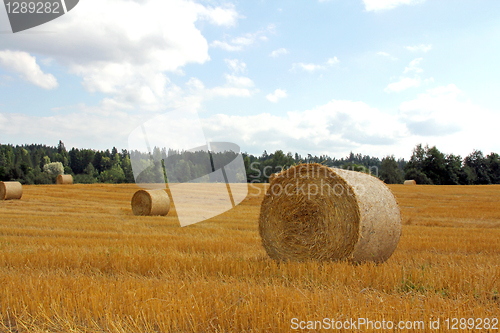 Image of Golden field with straw bales