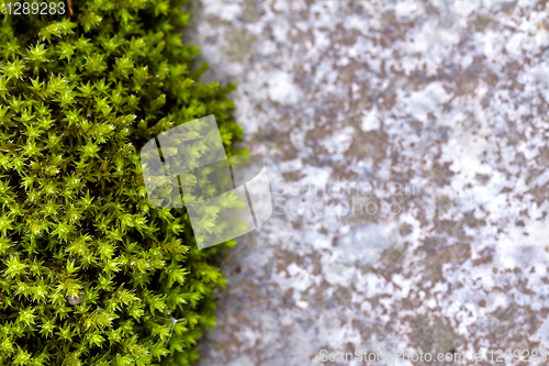 Image of Background of green moss and stone