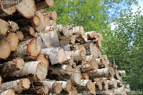 Image of Pile of birch logs