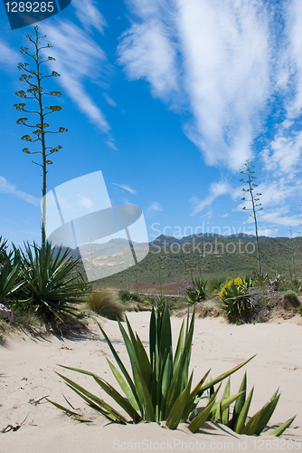 Image of Cabo de Gata