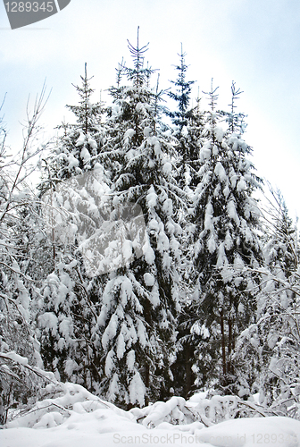 Image of winter landscape