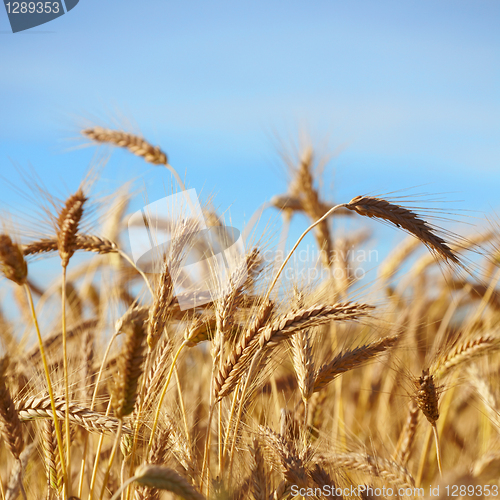 Image of grain ears