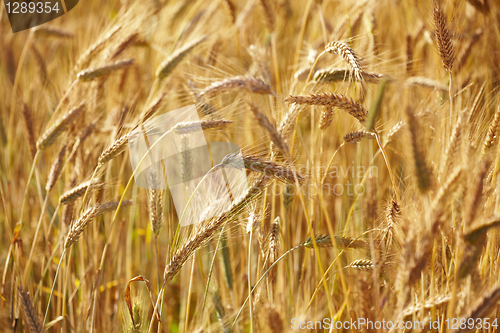 Image of grain ears