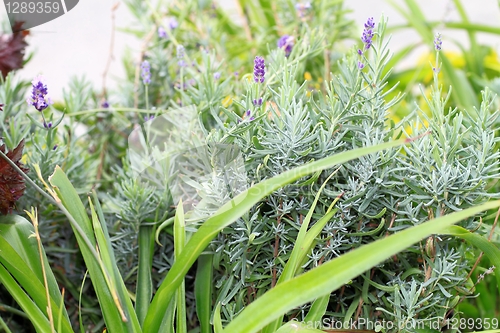 Image of green decorative leaves