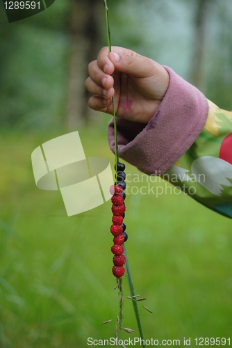 Image of wild berries