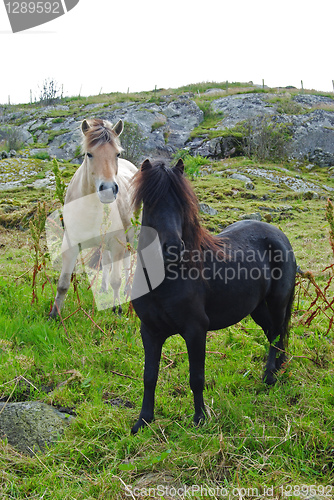 Image of horses