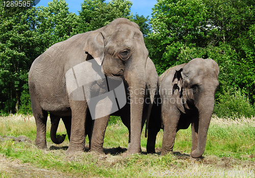 Image of elephant family