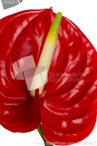 Image of Beautiful red anturio flower detail