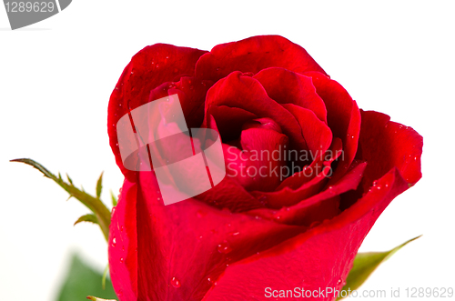 Image of Beatiful red rose