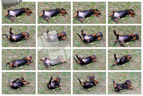 Image of Rottweiler collage