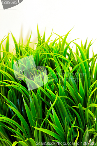 Image of Green grass