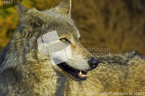 Image of Grey Wolf