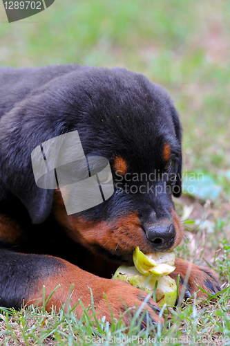 Image of Rottweiler